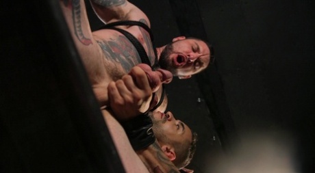 homoseksuel bdsm 3d top sex gallerier