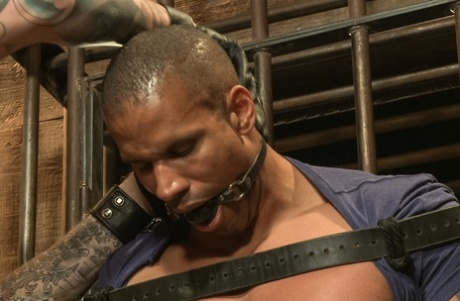 homoseksuel bjørne-camchat xxx voksen Foto